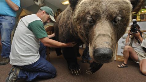 the biggest bear in history